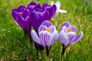 spring flowers blooming in the yard